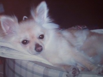 A perk eared tan with white Pomchi is laying in a dog bed and it is looking forward. It has longer fringe hair on its ears.